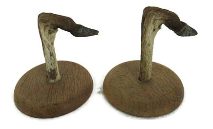 two deer Hooves on wooden base taxidermy