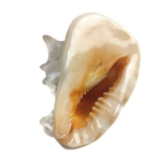 Large Conch Seashell Shell Nautical Sea Beach Ocean Natural  fish Tank Decoration